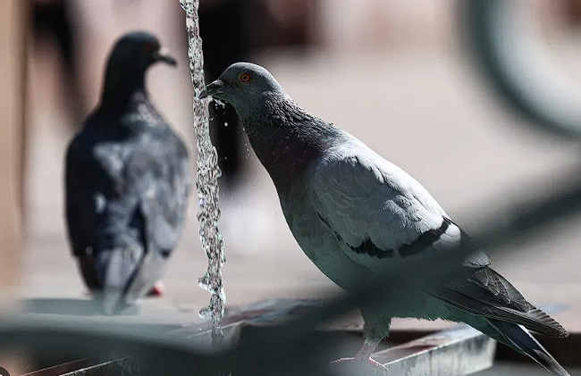 Controle Ético e Legal de Pombos: Métodos Eficazes e Seguros para Proteger Sua Propriedade