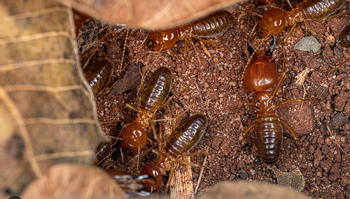 Como Identificar Sinais de Cupim: 5 Pistas Cruciais de Infestação em Sua Casa
