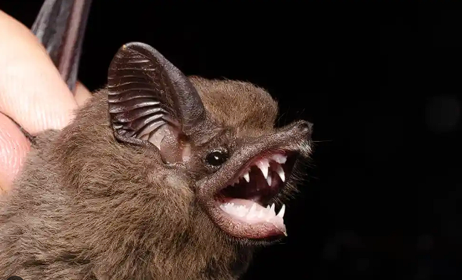Morcegos em Forros: Riscos da Raiva e Histoplasmose e a Exclusão Ética e Legal