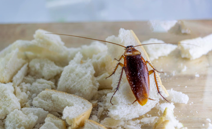 Barata Francesinha (Alemã): Por Que Ela é a Mais Difícil de Eliminar e Como Vencê-la