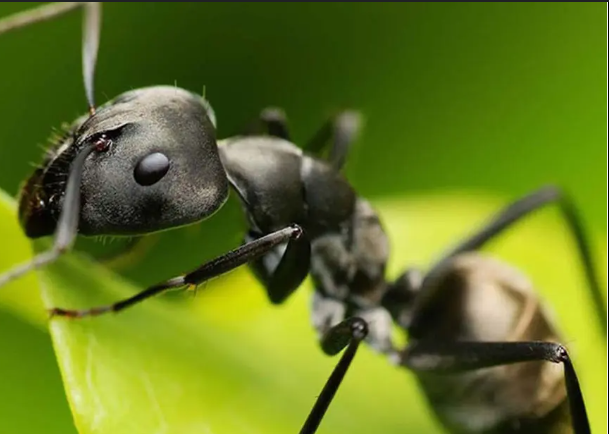Formigas Urbanas: Pequenas Invasoras, Grandes Riscos à Saúde e Estratégias de Eliminação