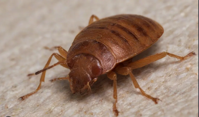 Percevejos de Cama: O Pesadelo Invisível e as Estratégias de Erradicação Mais Eficazes