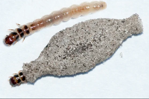 Traças: Identificando a Praga que Destrói Roupas e Livros e Como Proteger Seus Bens